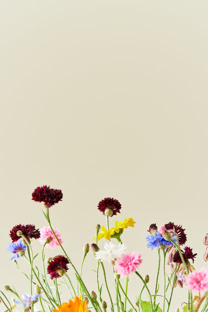 Wildflower Spiselige blomster