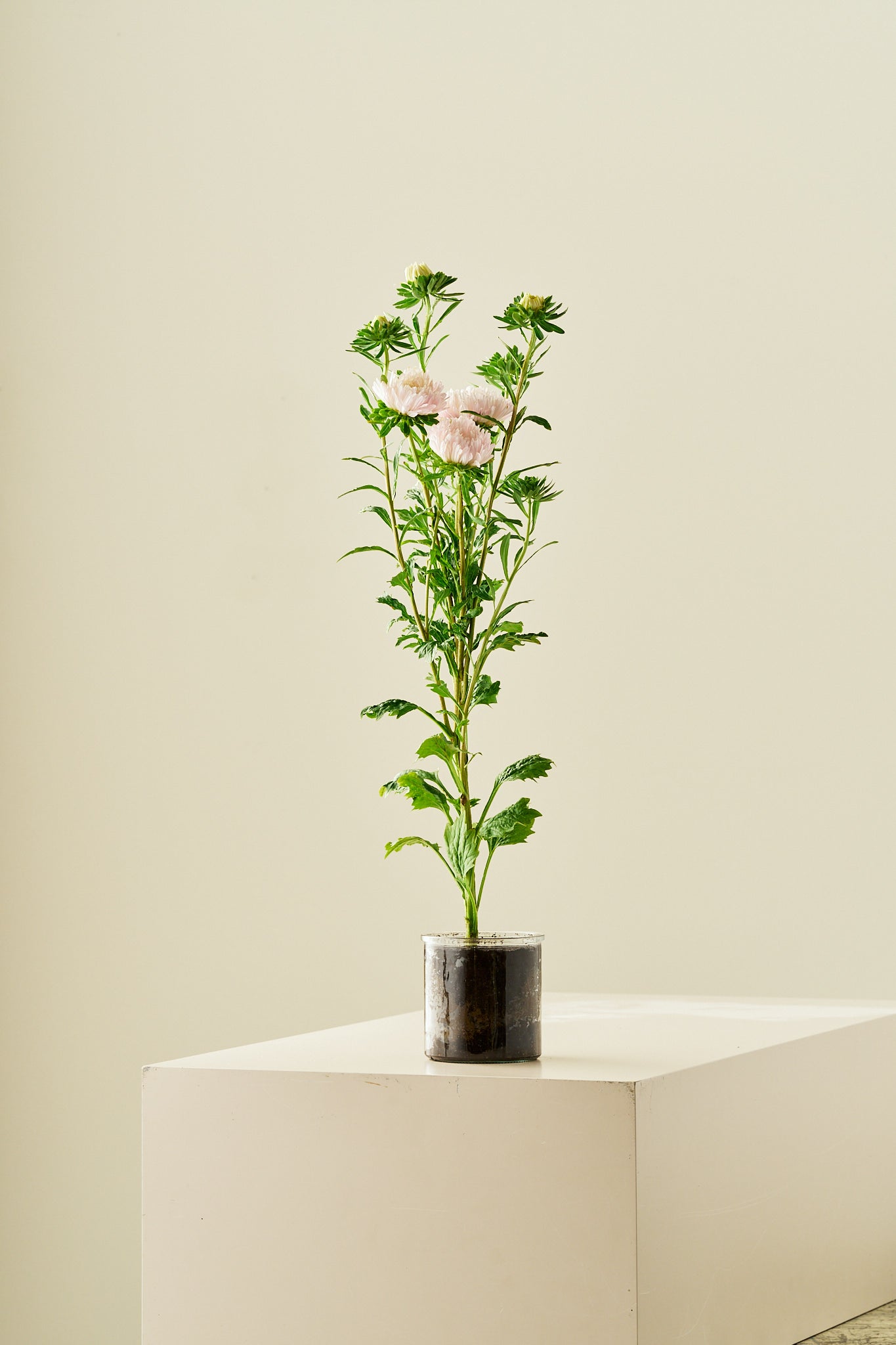 Sommerasters ‘King Size Apricot’