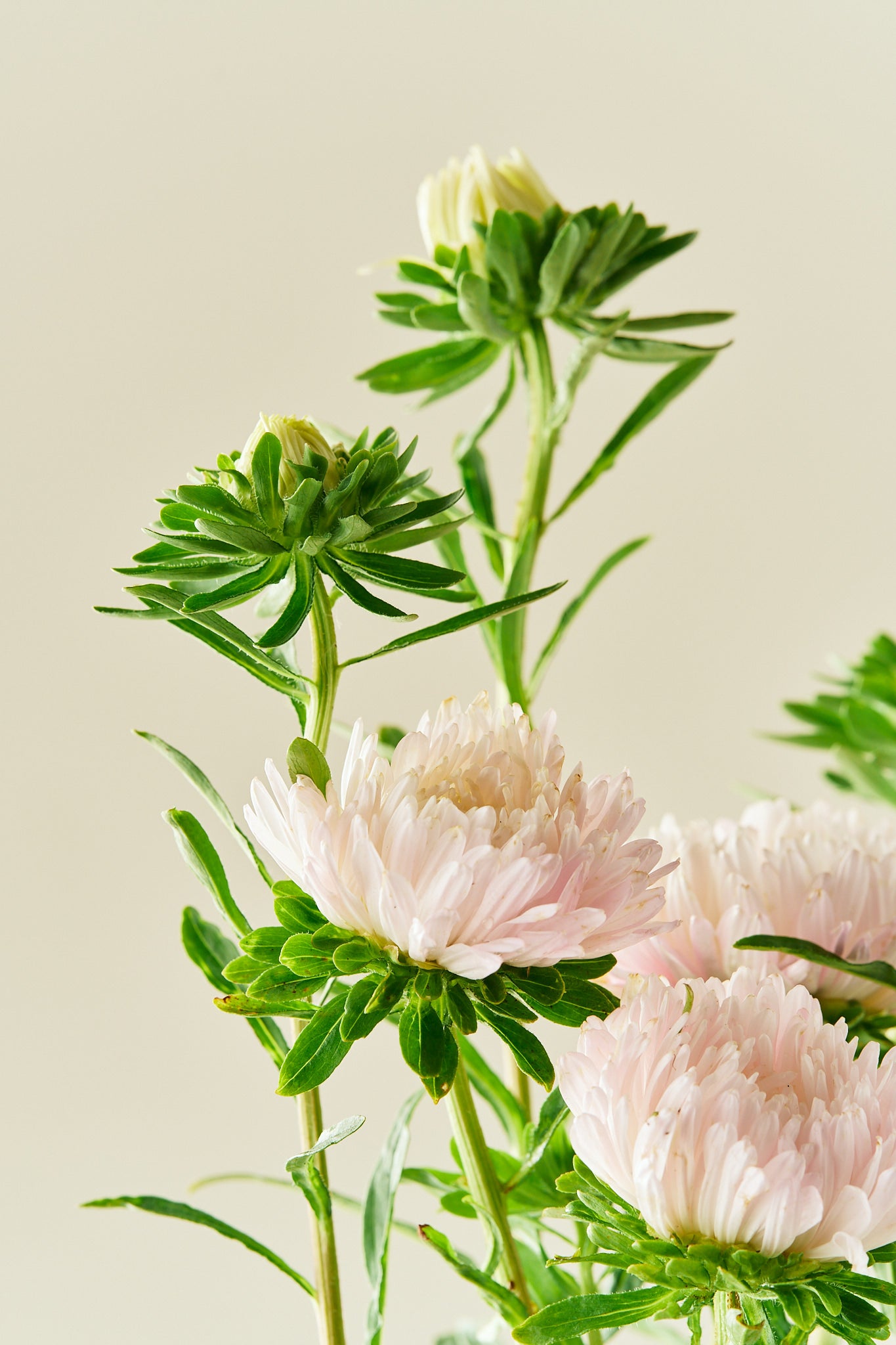 Sommerasters ‘King Size Apricot’