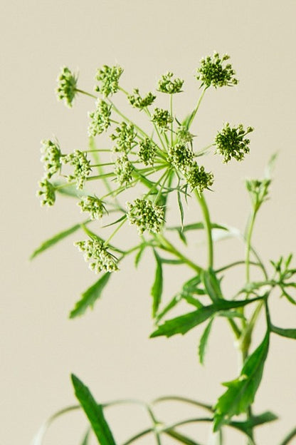 Kongeskærm 'Queen of Africa'