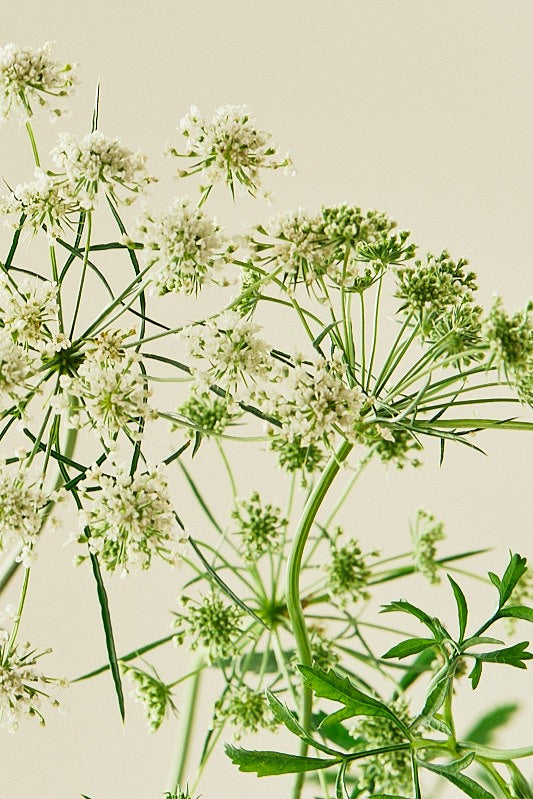 Kongeskærm 'Queen of Africa'