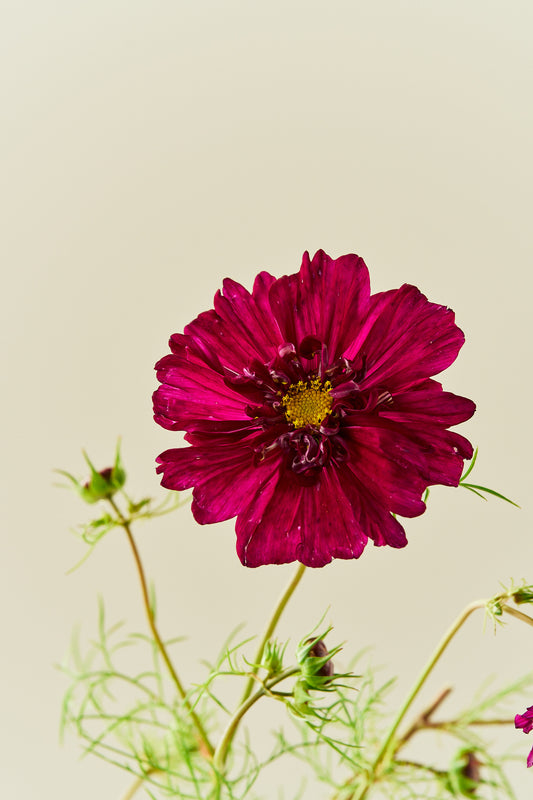 Stolt kavaler 'Double Click Cranberries'