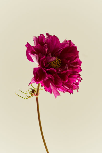 Stolt kavaler 'Double Click Cranberries'