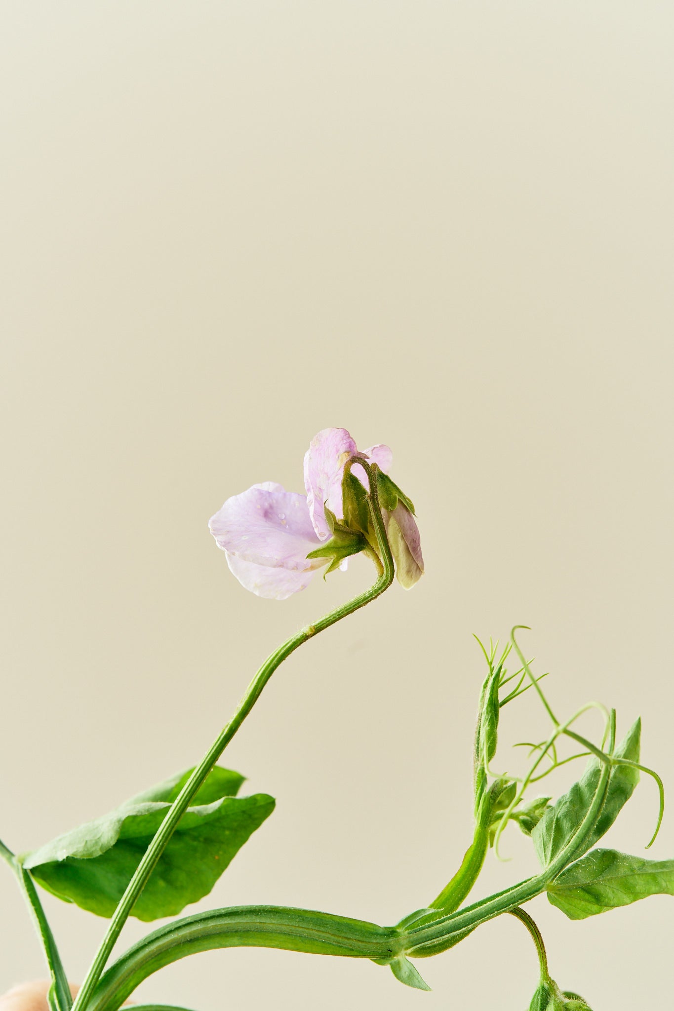 Ærteblomst 'Elegance Lavender' - frø