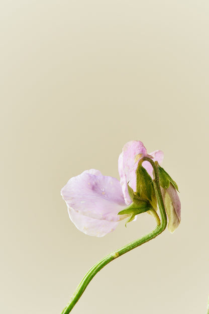 Ærteblomst 'Elegance Lavender' - frø