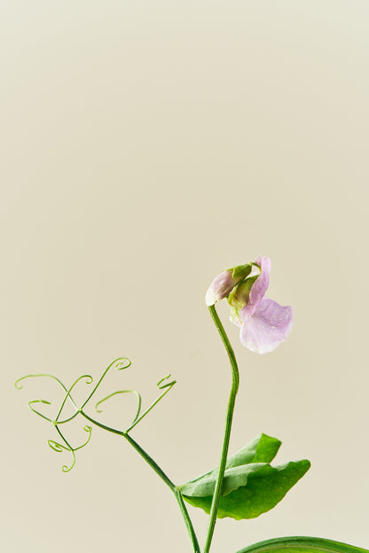 Ærteblomst 'Elegance Lavender' - frø
