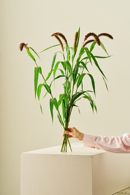 Kolbehirse 'Lowlander'