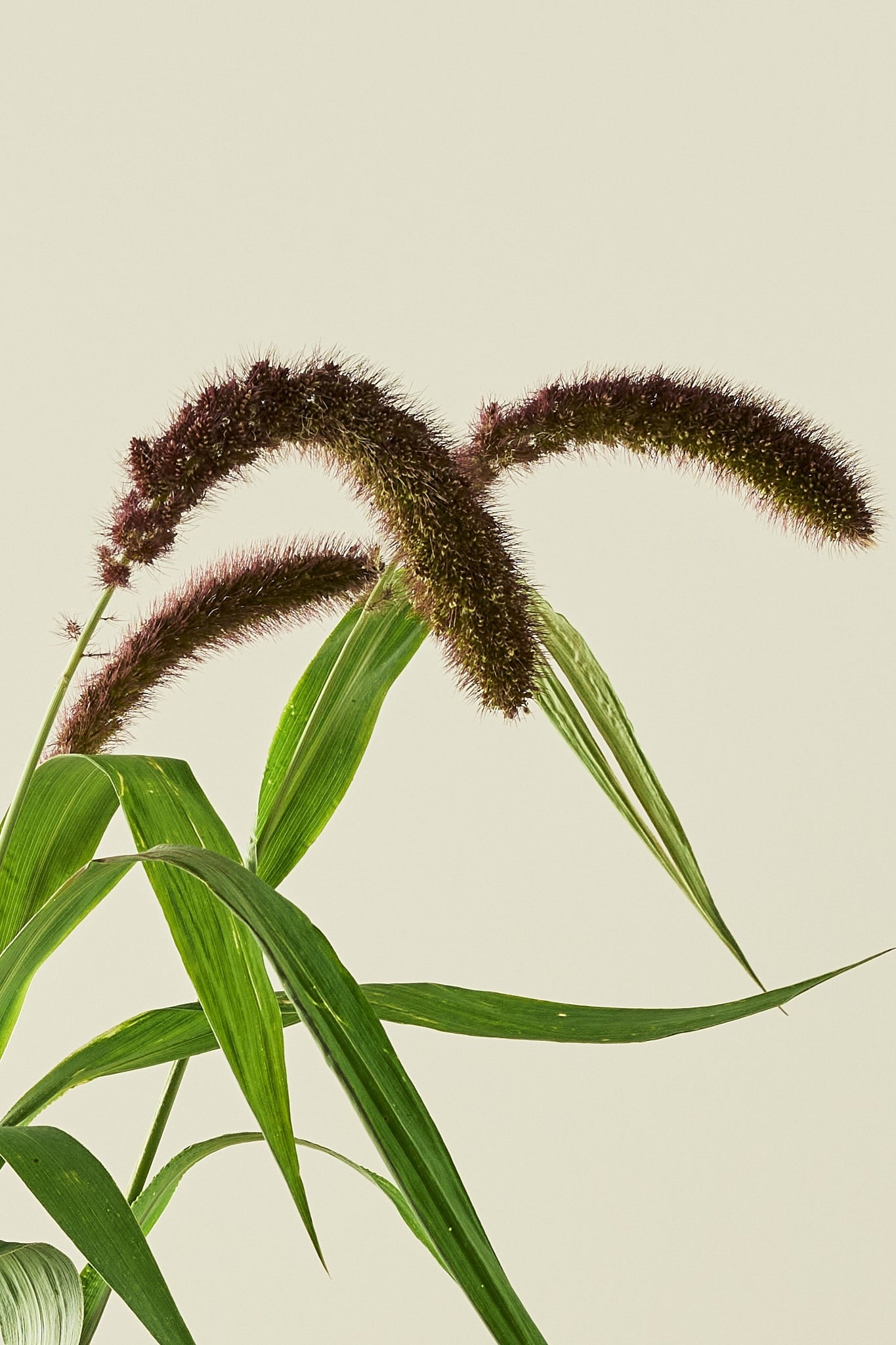 Kolbehirse 'Lowlander'