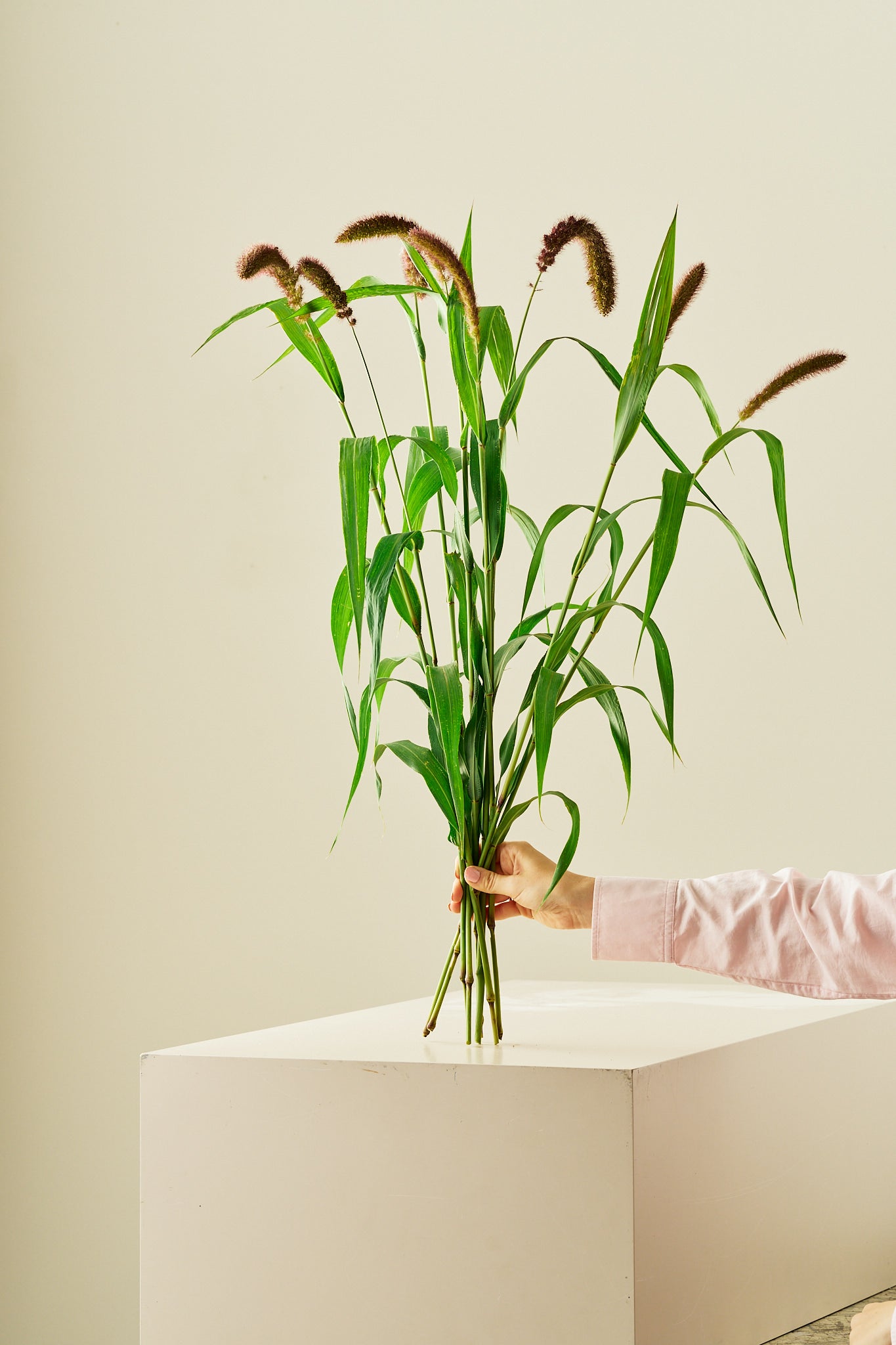 Kolbehirse 'Lowlander'