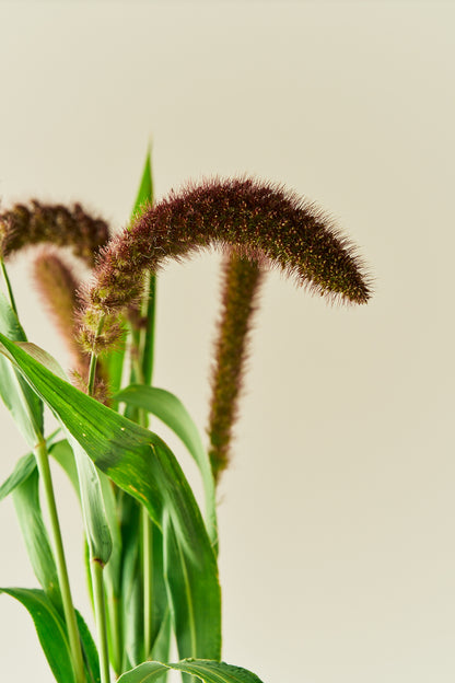 Kolbehirse 'Lowlander'