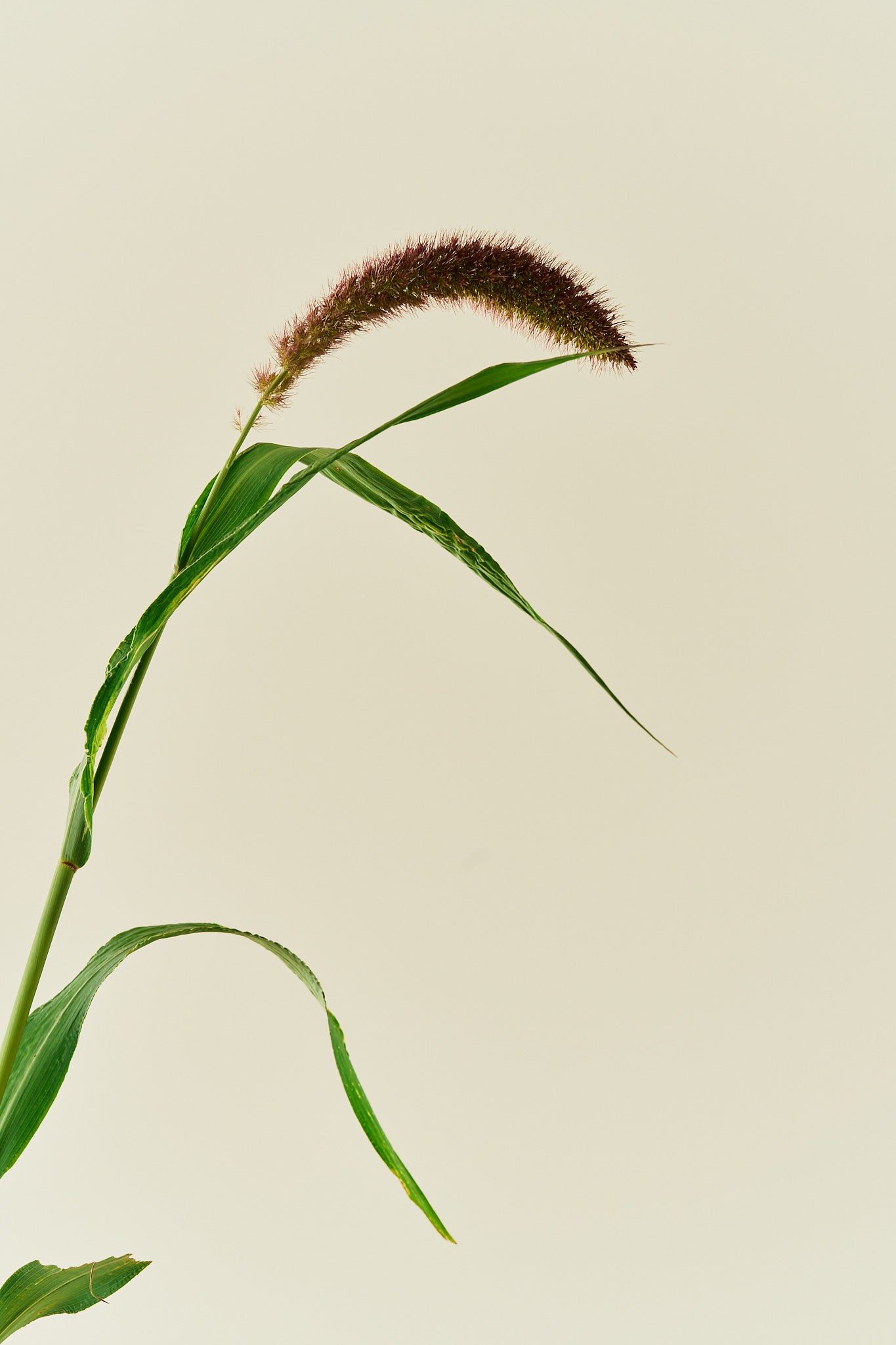 Kolbehirse 'Lowlander'