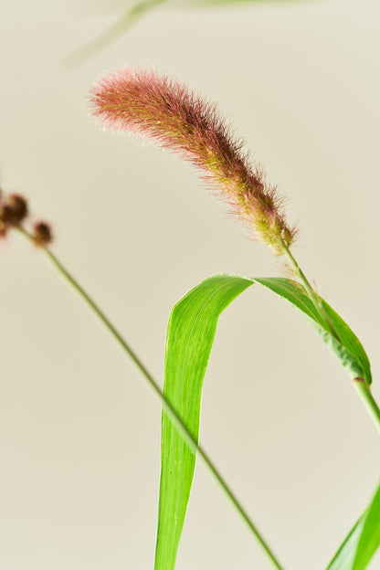 Kolbehirse 'Lowlander'