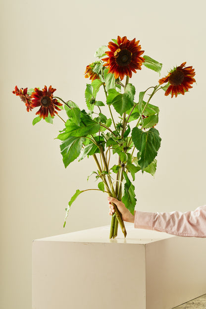 Solsikke ‘Ruby F1’