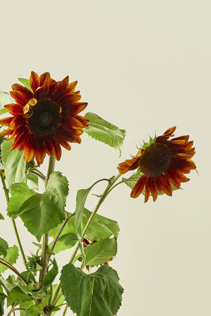 Solsikke ‘Ruby F1’