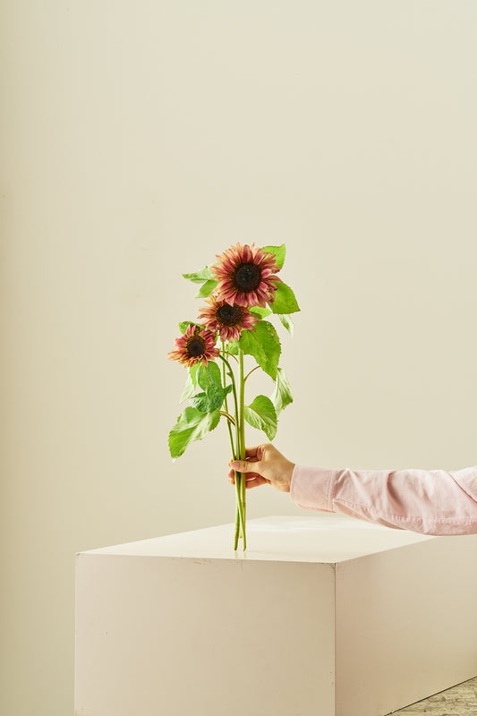 Solsikke ‘Pro Cut Plum F1’