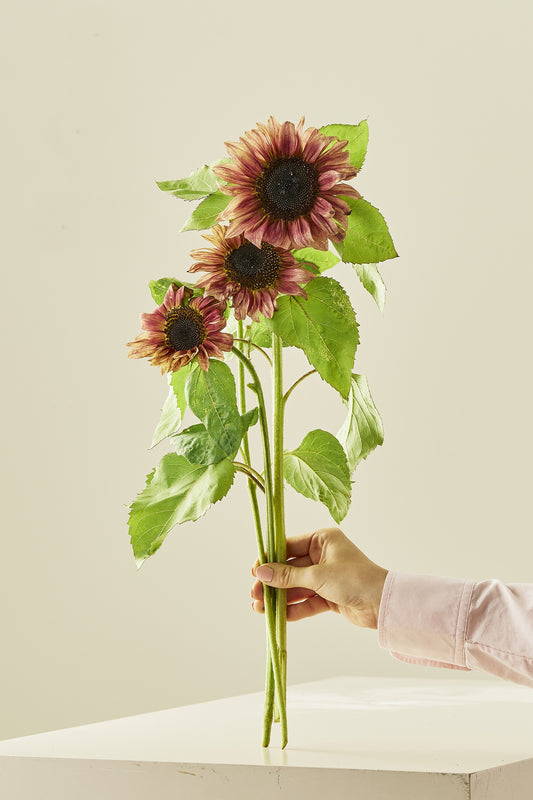 Solsikke ‘Pro Cut Plum F1’