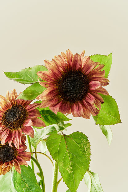 Solsikke ‘Pro Cut Plum F1’