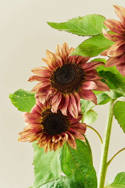 Solsikke ‘Pro Cut Plum F1’