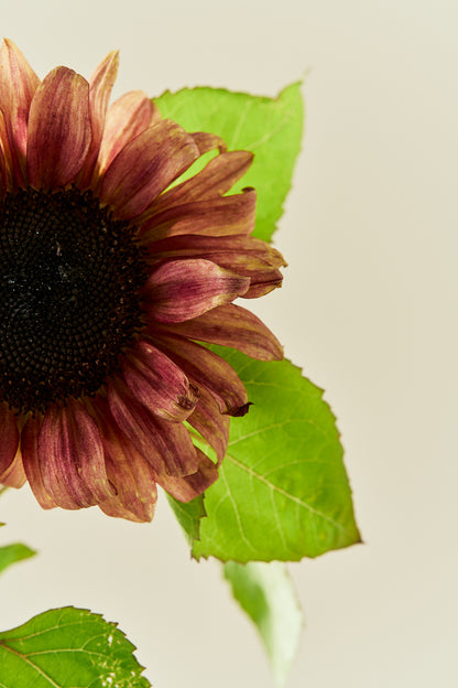 Solsikke ‘Pro Cut Plum F1’