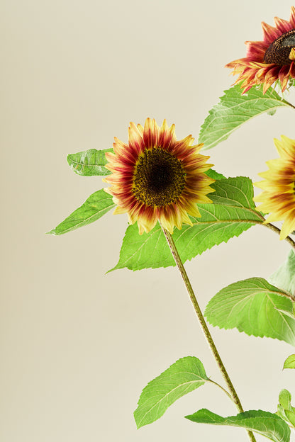 Solsikke ‘Desert Sun’