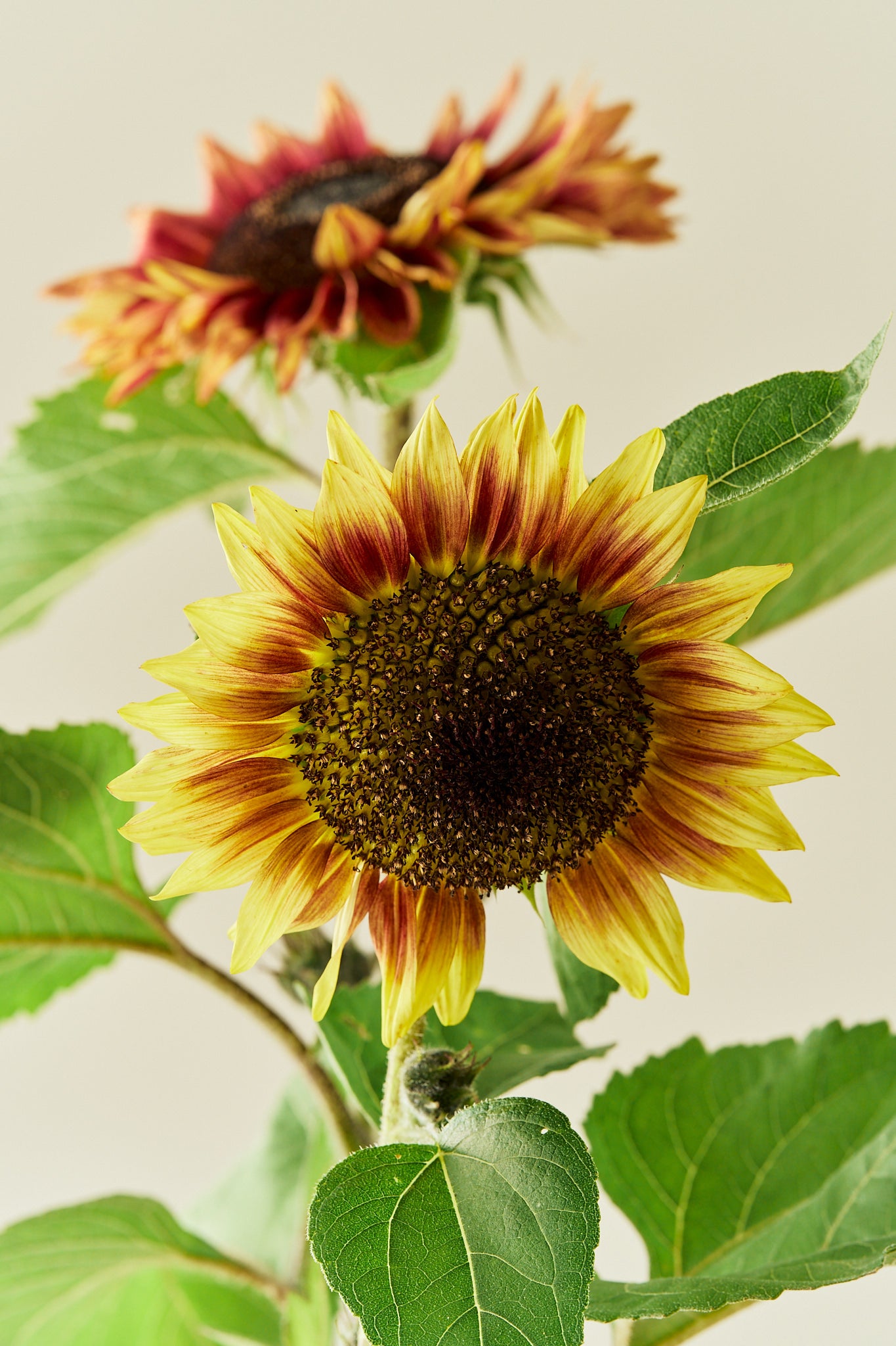 Solsikke ‘Desert Sun’