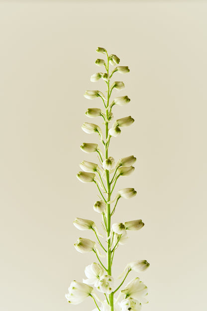 Ridderspore ‘Magic Fountains Mix’