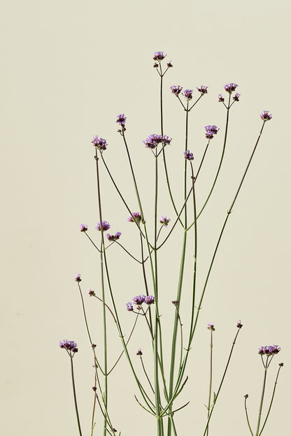 Verbena 'Vanity'