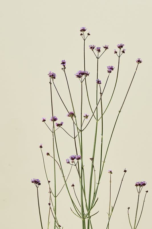 Verbena 'Vanity'