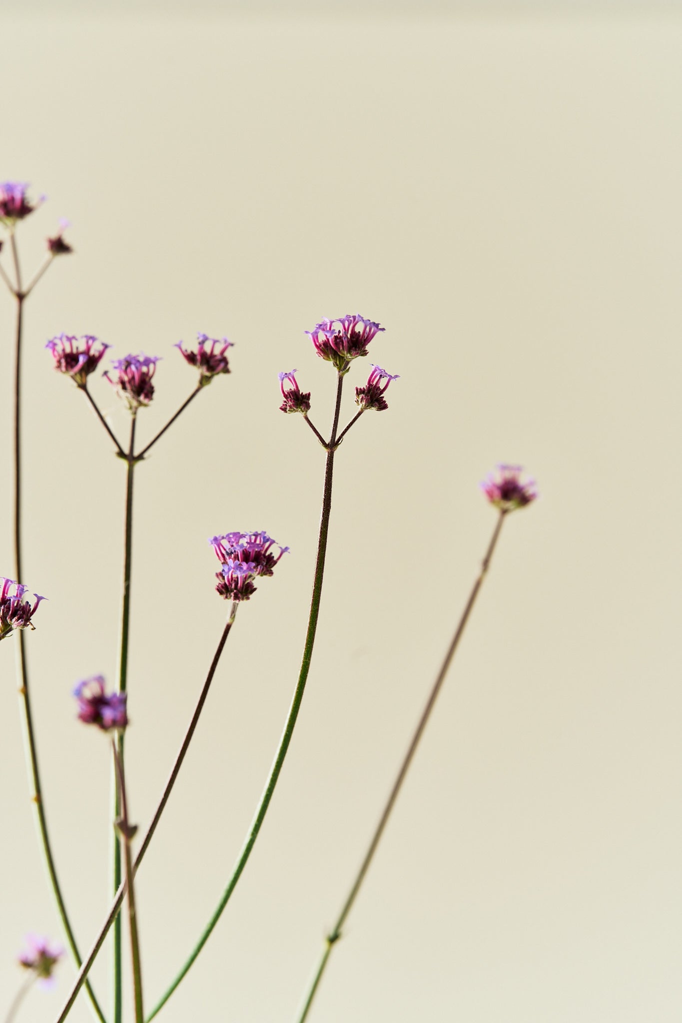 Verbena 'Vanity'