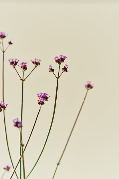 Verbena 'Vanity'