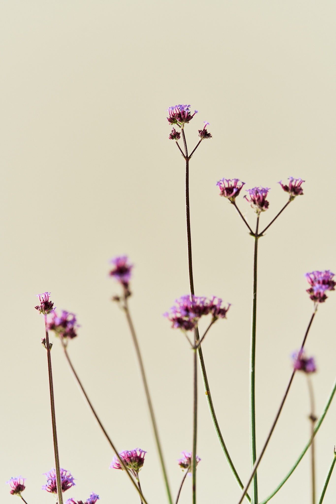 Verbena 'Vanity'
