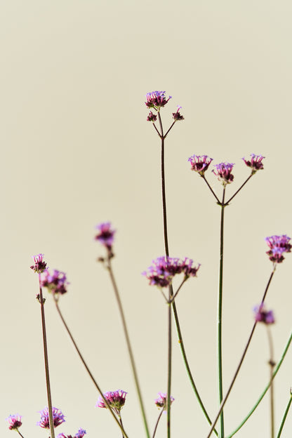 Verbena 'Vanity'