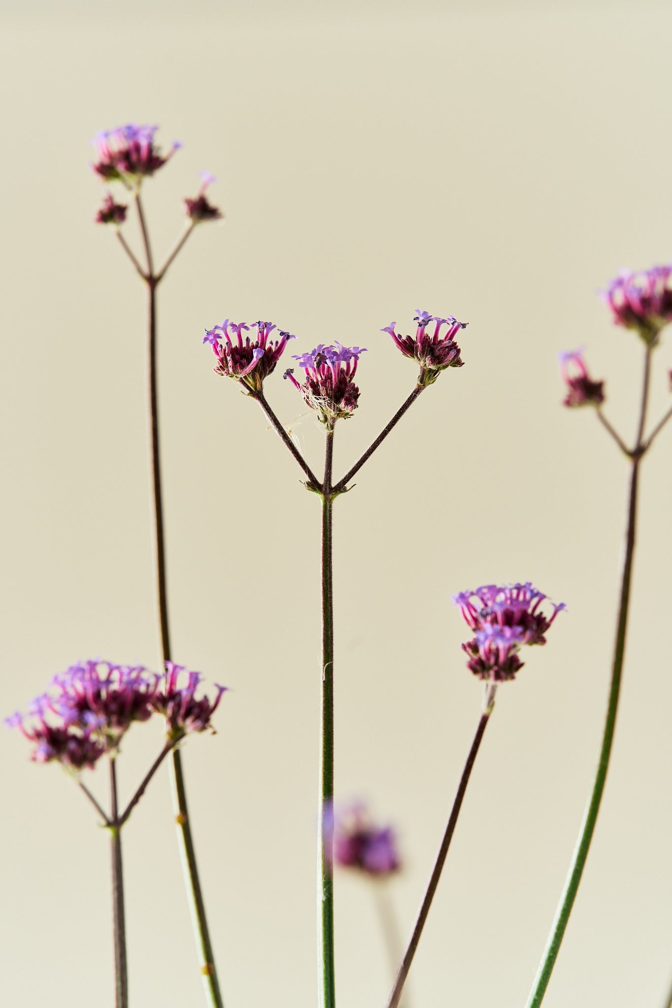Verbena 'Vanity'