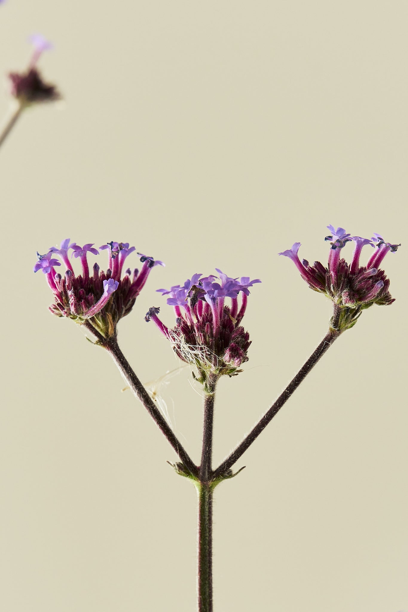 Verbena 'Vanity'