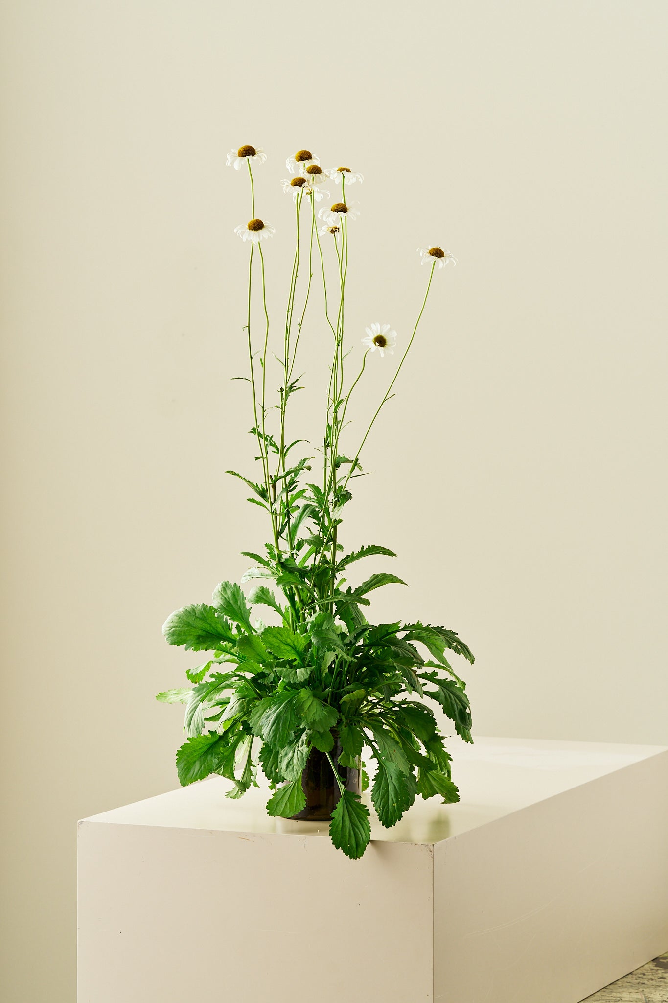 Kæmpe marguerit ‘May Queen’