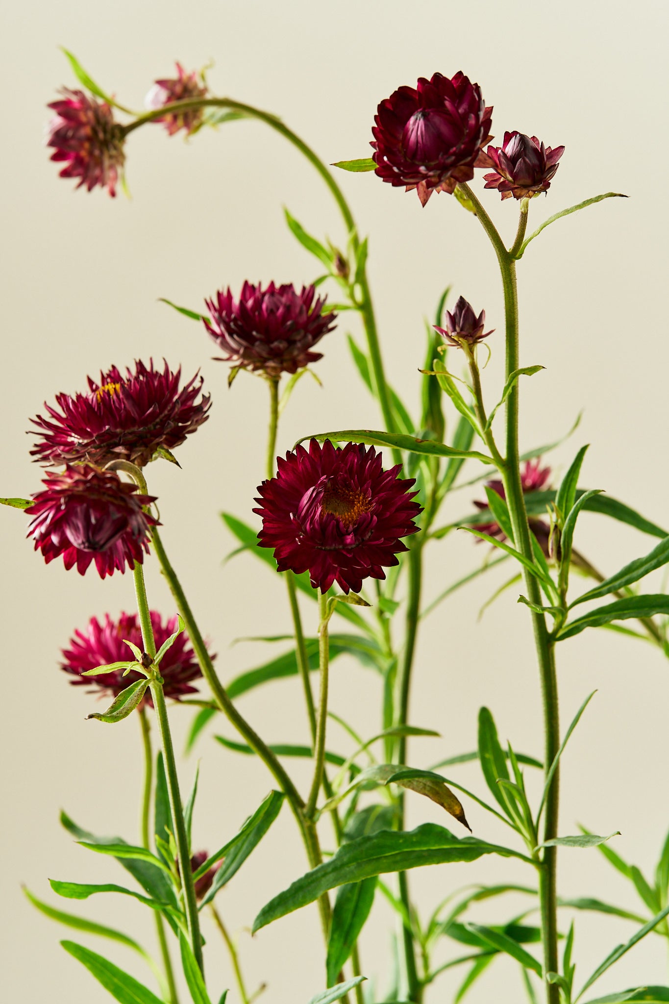 Evighedsblomst 'Purple'