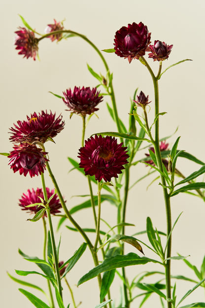 Evighedsblomst 'Purple'