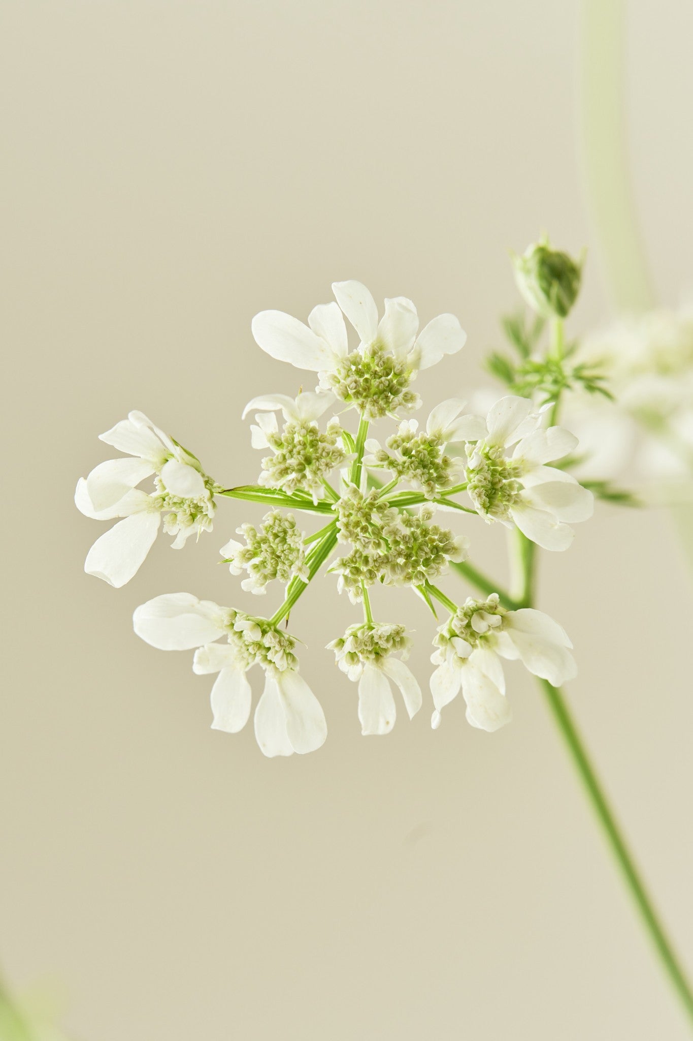 Blomsterkørvel 'White Lace'