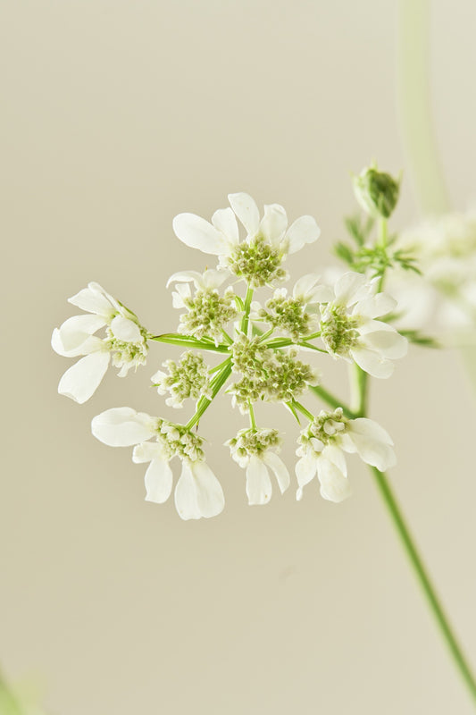 Blomsterkørvel 'White Lace'
