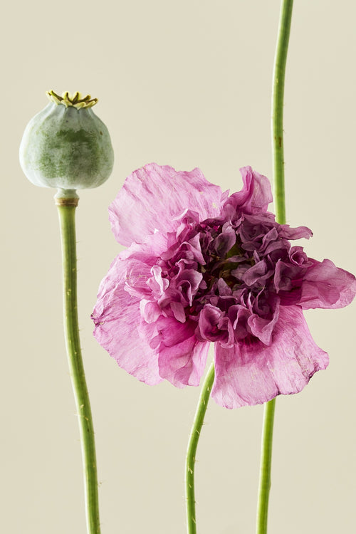 Opiomvalmue 'Purple Peony' - frø