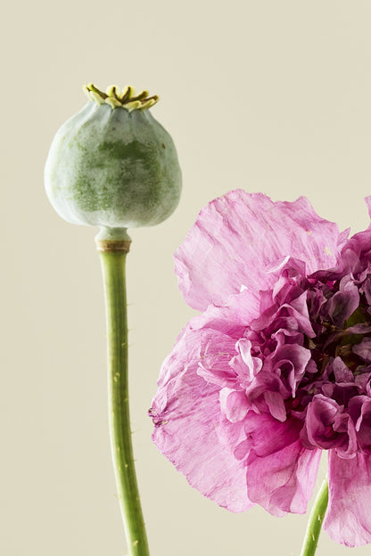 Opiomvalmue 'Purple Peony' - frø