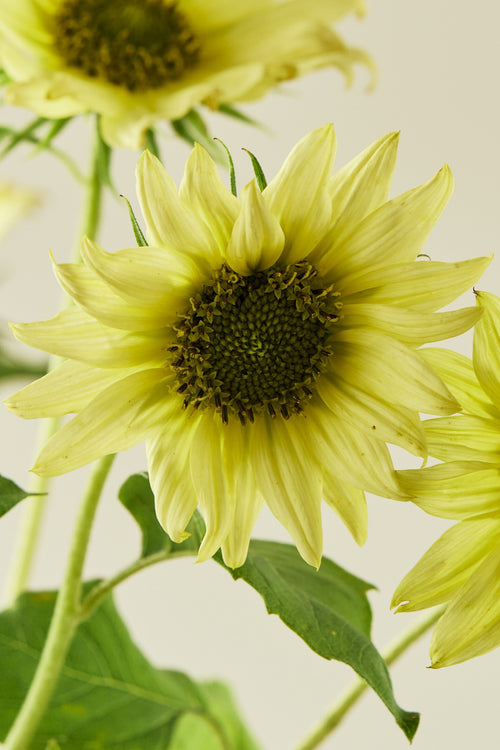 Solsikke 'Italien Green Heart' - frø