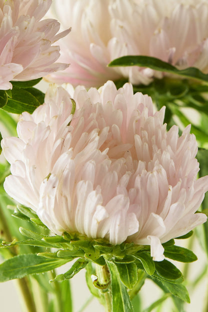 Sommerasters 'King Size Apricot' - frø