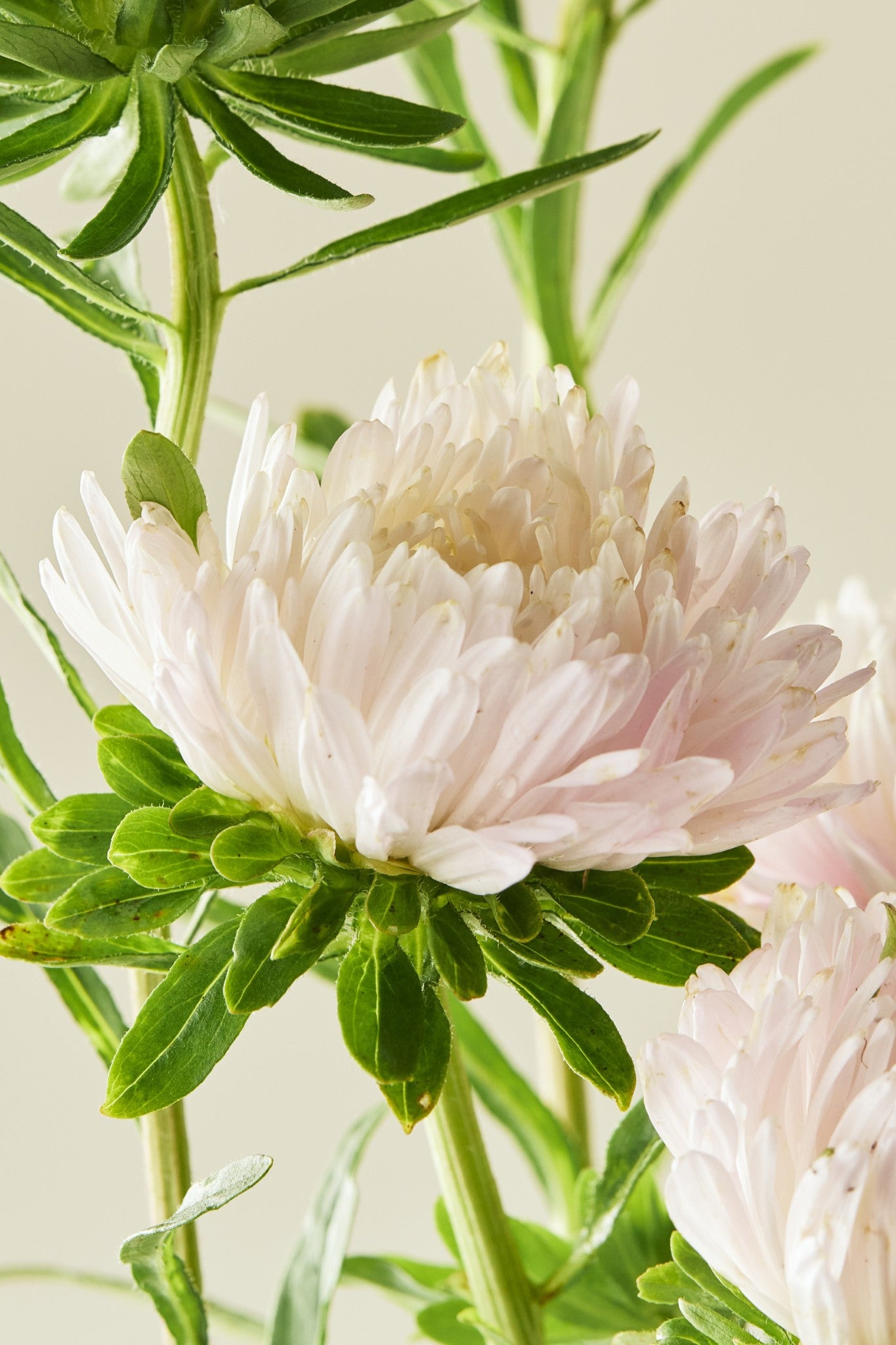 Sommerasters 'King Size Apricot' - frø