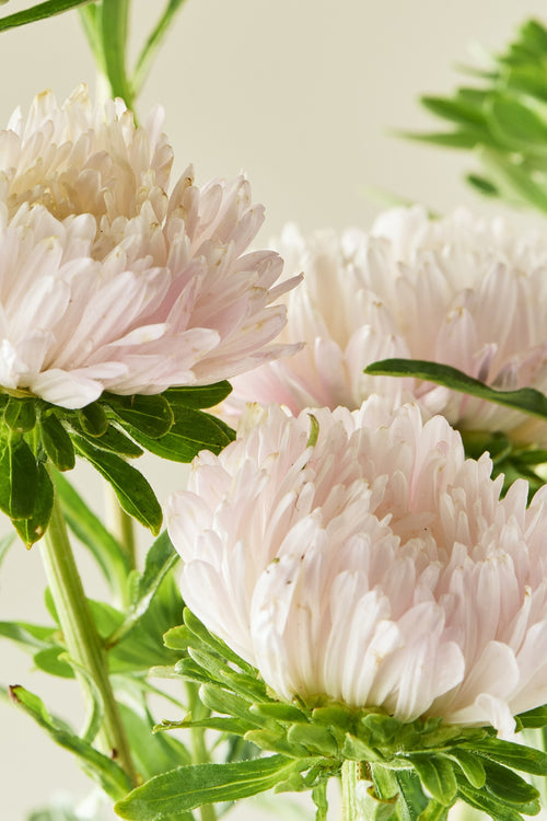 Sommerasters 'King Size Apricot' - frø