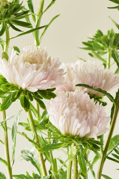 Sommerasters 'King Size Apricot' - frø