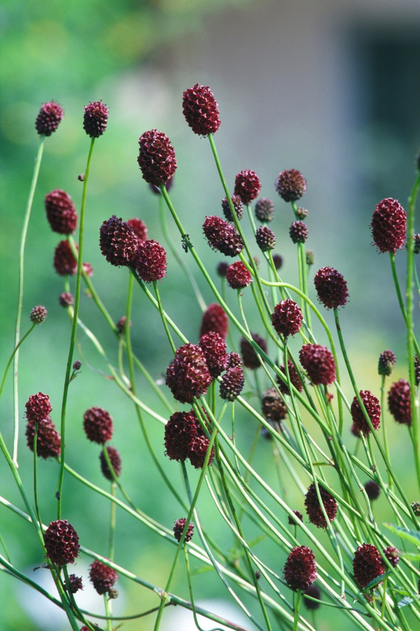 Kvæsurt 'Great Burnet'