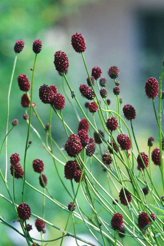 Kvæsurt 'Great Burnet'