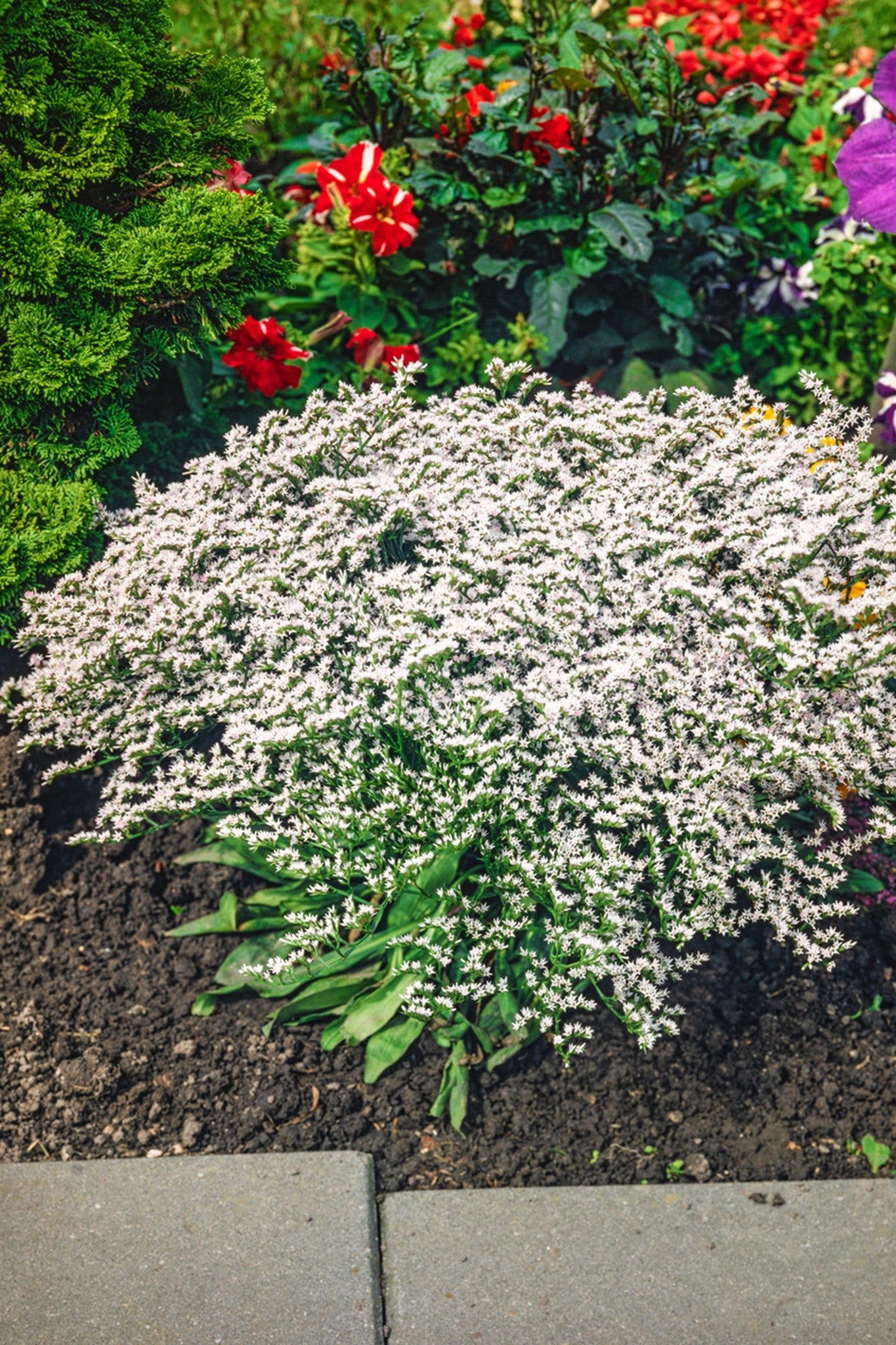 Tætblomstret hindebæger 'Woodcreek'