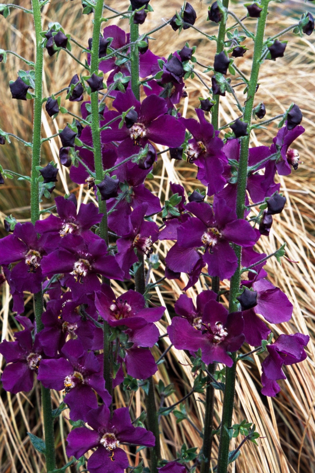 Kongelys ’Violetta’